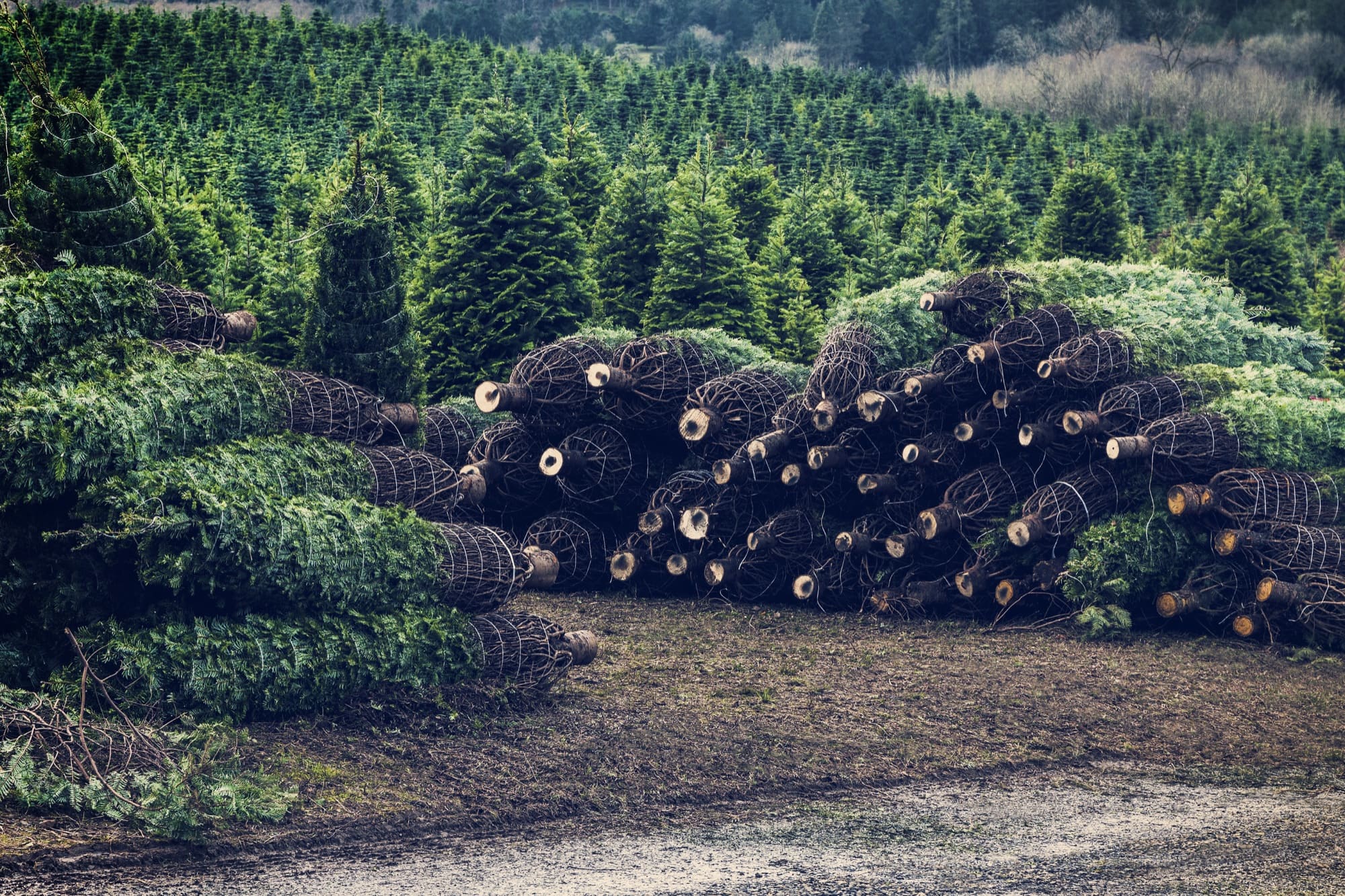 Frisse kerstbomen klaar voor de verkoop in Rotterdam
